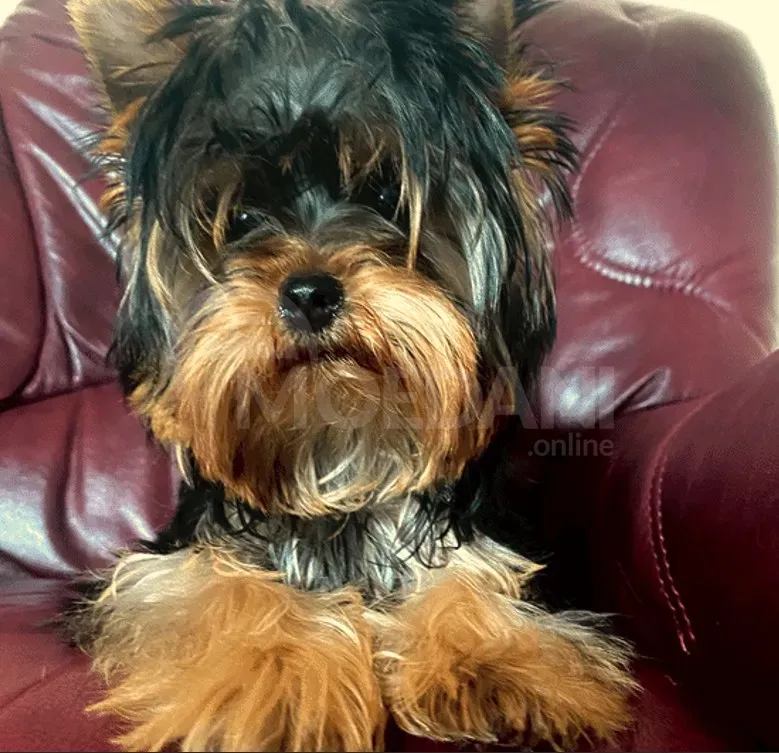 Იყიდება იორკი თბილისი - photo 2