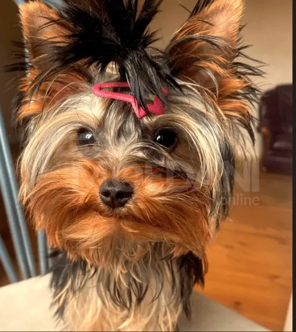 Იყიდება იორკი თბილისი - photo 3