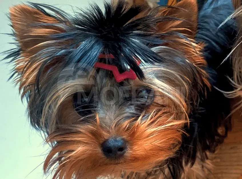 Იყიდება იორკი თბილისი - photo 1