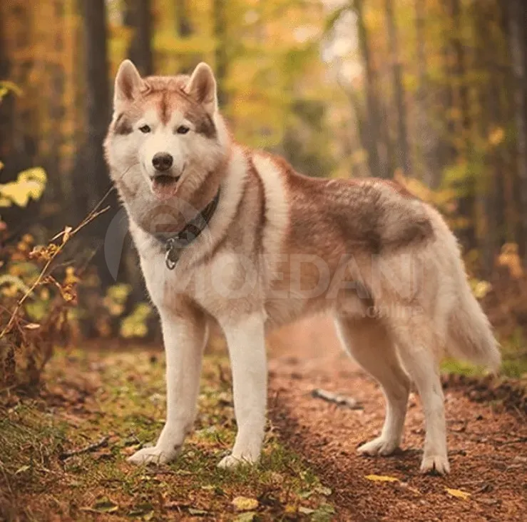 Ციმბირული ჰასკი თბილისი - photo 1