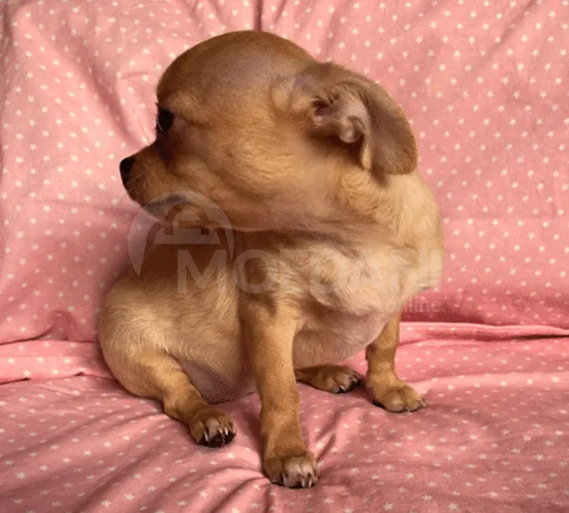 Get a new best friend Batumi - photo 3