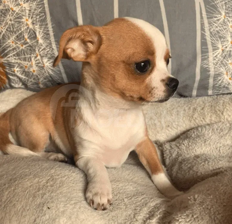 Get a new best friend Batumi - photo 5