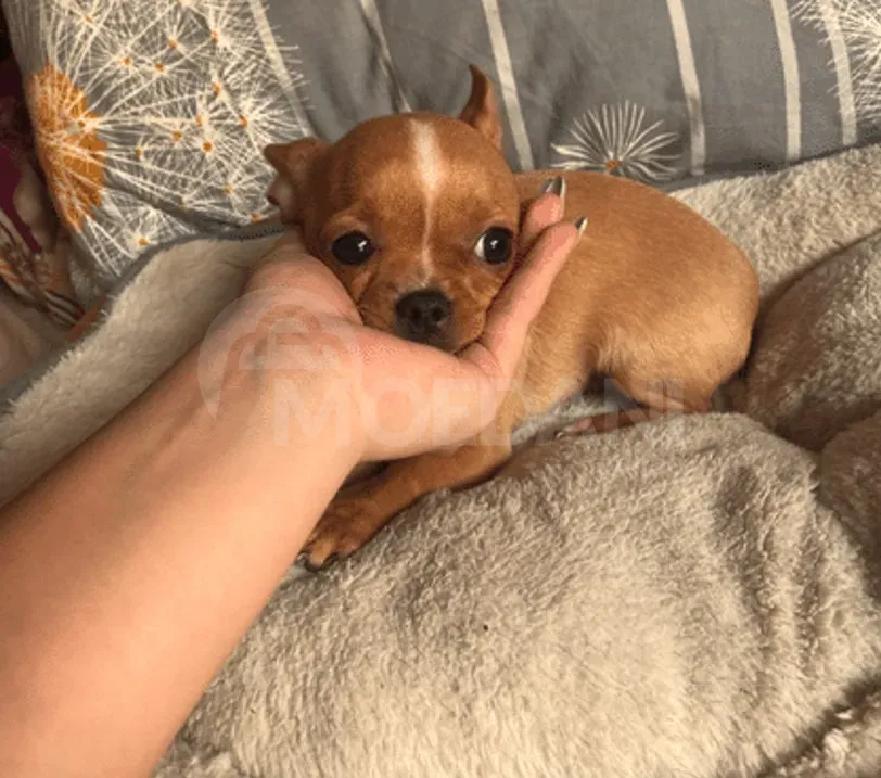 Get a new best friend Batumi - photo 1