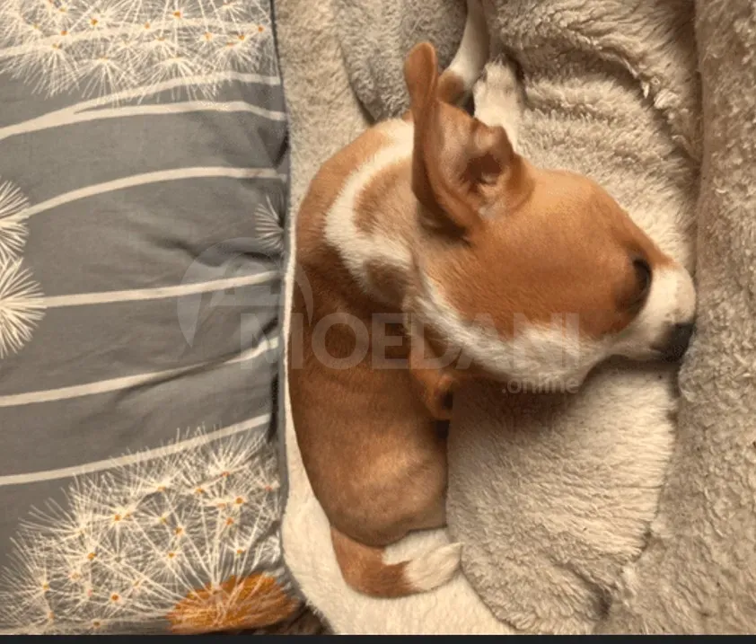 Get a new best friend Batumi - photo 4