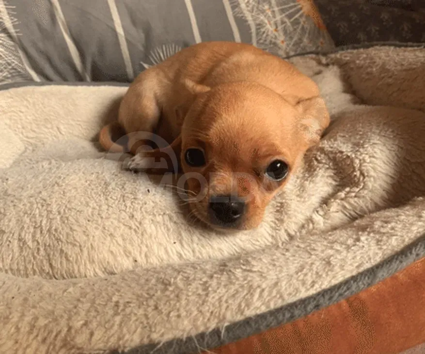 Get a new best friend Batumi - photo 2