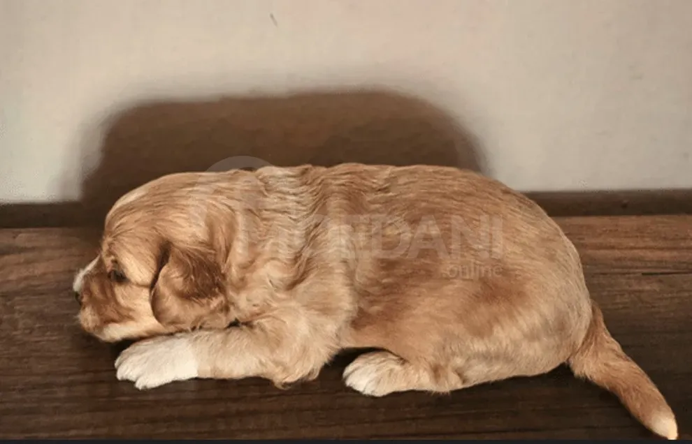 Ბუნე და ქაქა შენი საუკეთესო მეგობრები თბილისი - photo 4