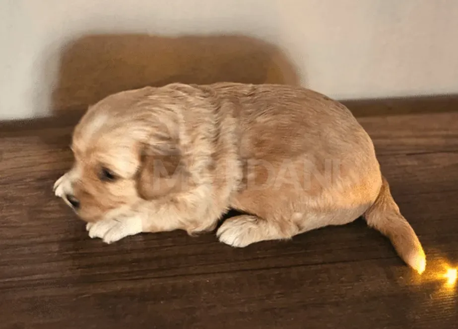 Ბუნე და ქაქა შენი საუკეთესო მეგობრები თბილისი - photo 3