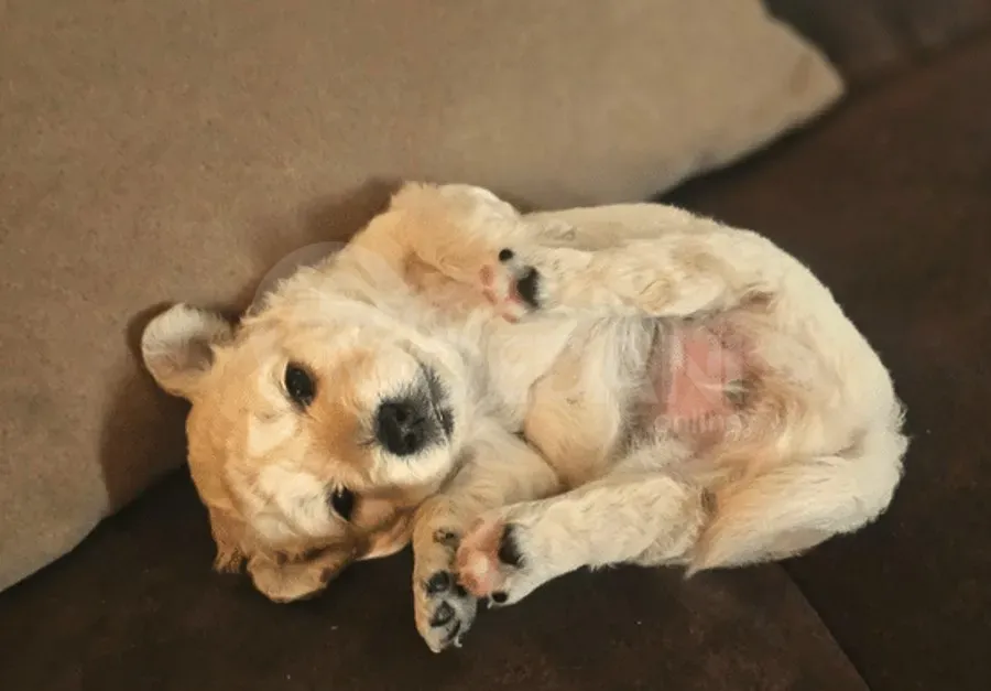 Ბუნე და ქაქა შენი საუკეთესო მეგობრები თბილისი - photo 2