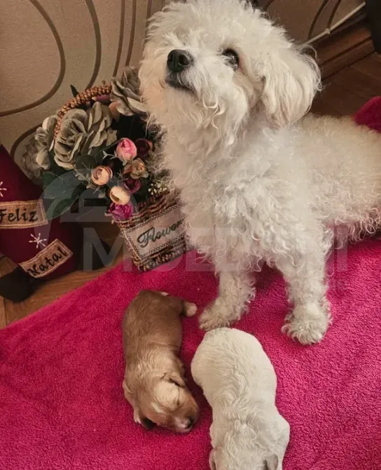 Ბუნე და ქაქა შენი საუკეთესო მეგობრები თბილისი - photo 1