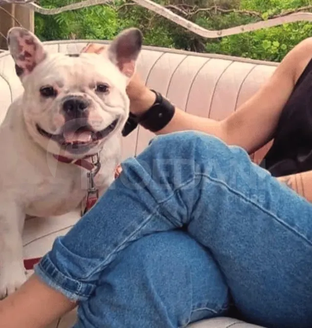 Იჯავშნება სუფთა სისხლის ფრანგული ბულდოგის ლეკვები. ბათუმი - photo 3