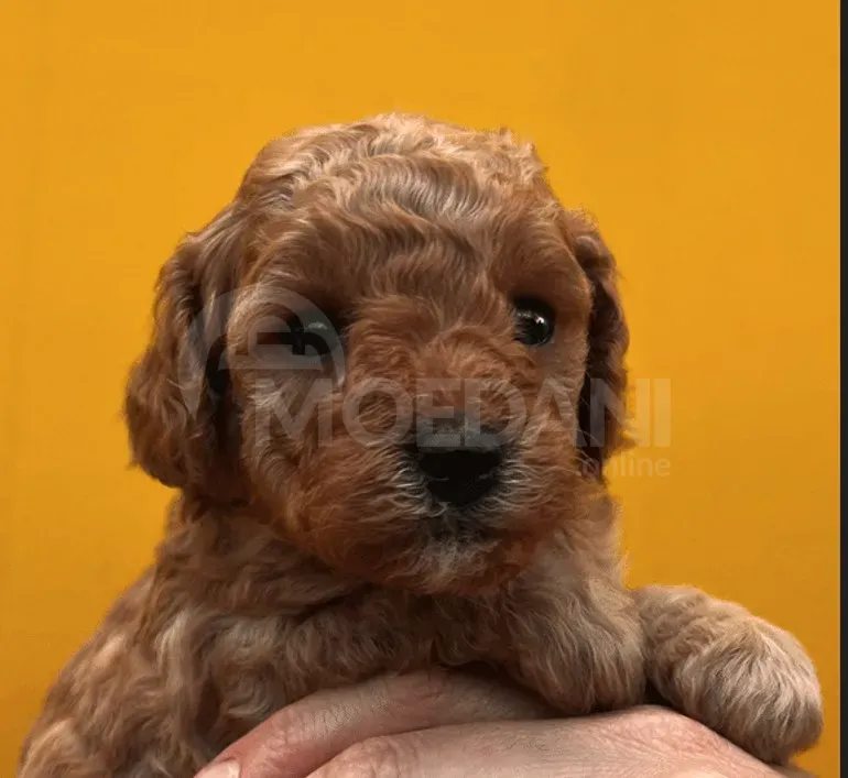Poodle puppies Tbilisi - photo 3