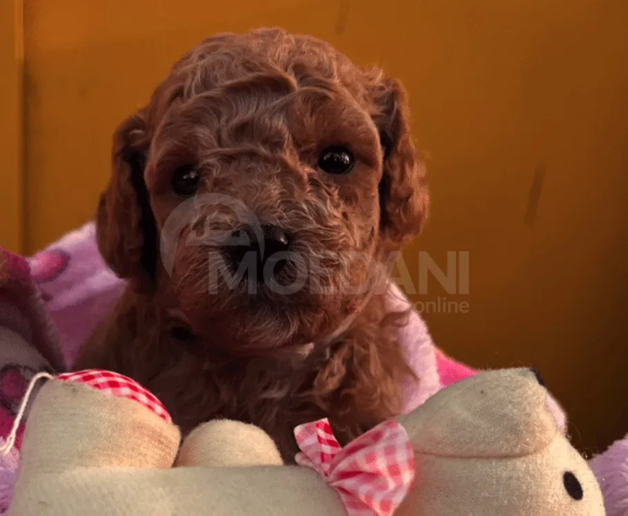 Poodle puppies Tbilisi - photo 4