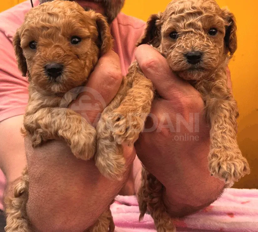 Poodle puppies Tbilisi - photo 2