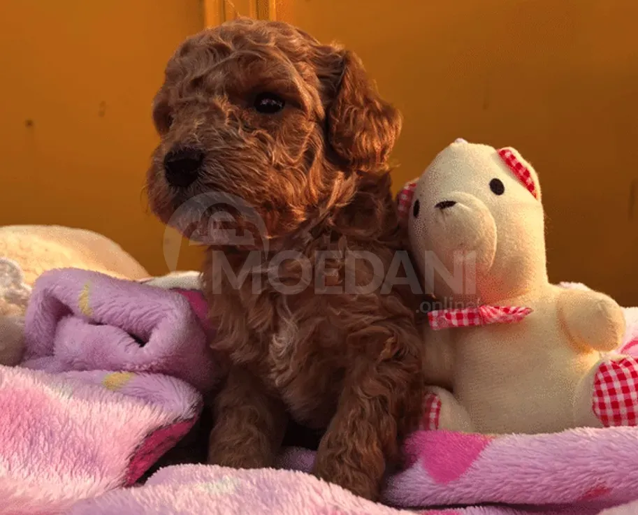 Poodle puppies Tbilisi - photo 1
