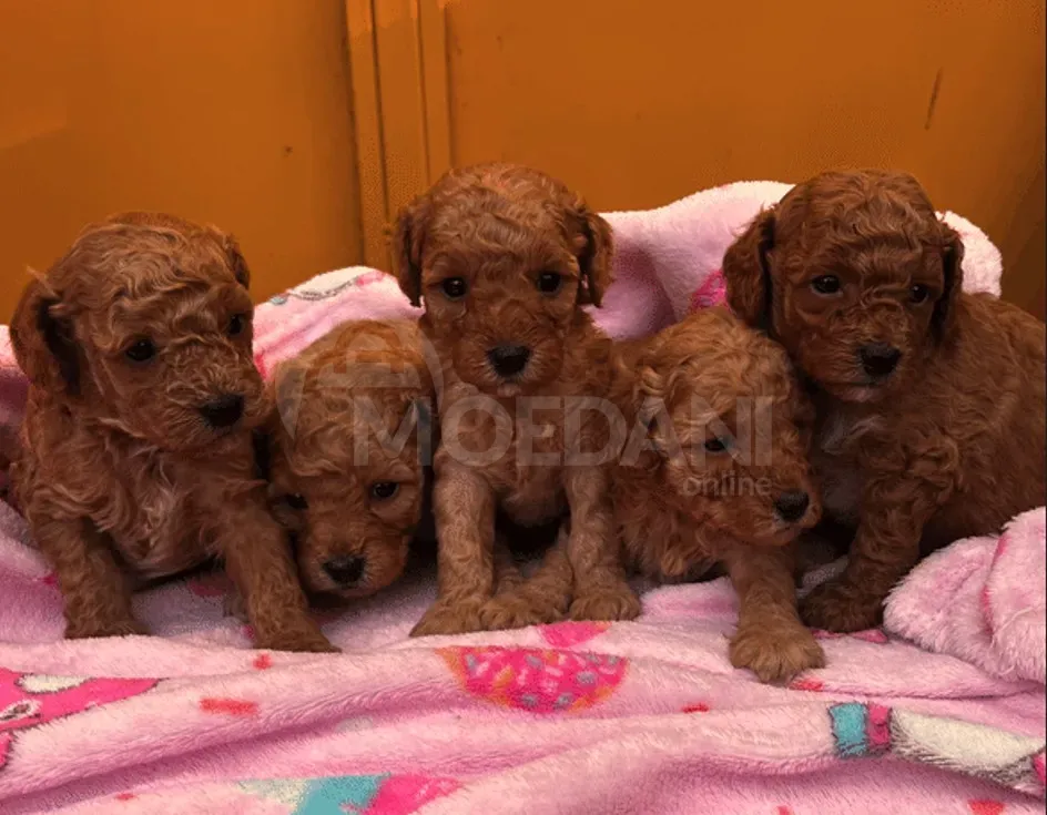 Poodle puppies Tbilisi - photo 6