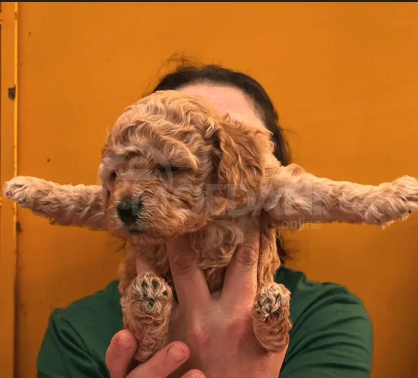 Poodle puppies Tbilisi - photo 5