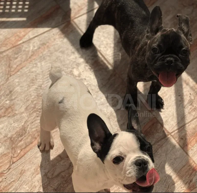 Სხვისდება ფრანგული ბულდოგის ლეკვები. თბილისი - photo 2
