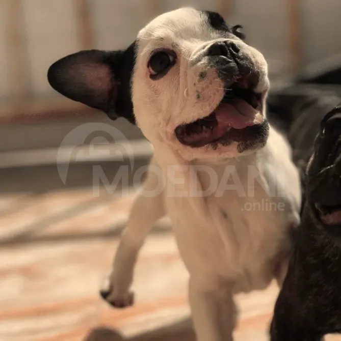 Სხვისდება ფრანგული ბულდოგის ლეკვები. თბილისი - photo 1