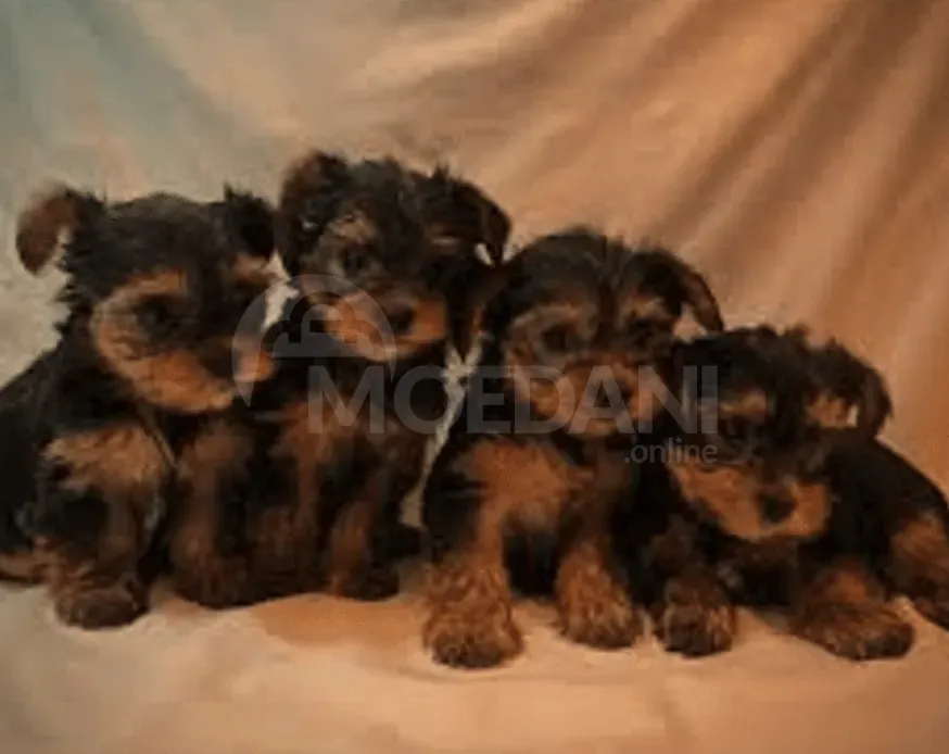 Აიყვანე საუკეთესო მეგობარი თბილისი - photo 2