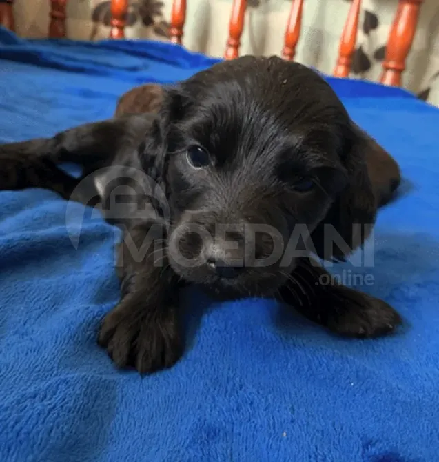 Кокер-спаниель Цхалтубо - изображение 1