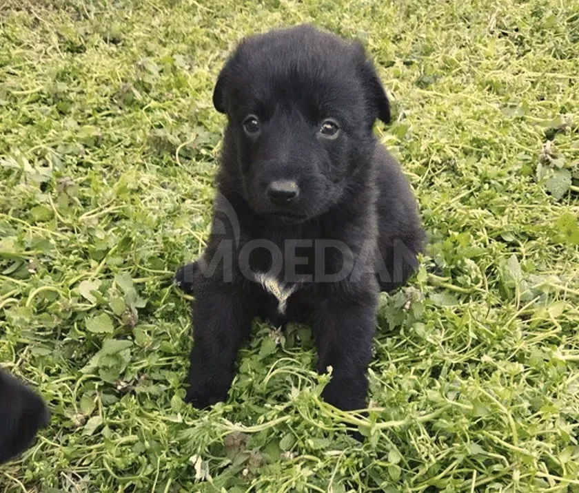 Იყიდება სუფთა სისხლის გერმანული ავჩარკა. სამტრედია - photo 1