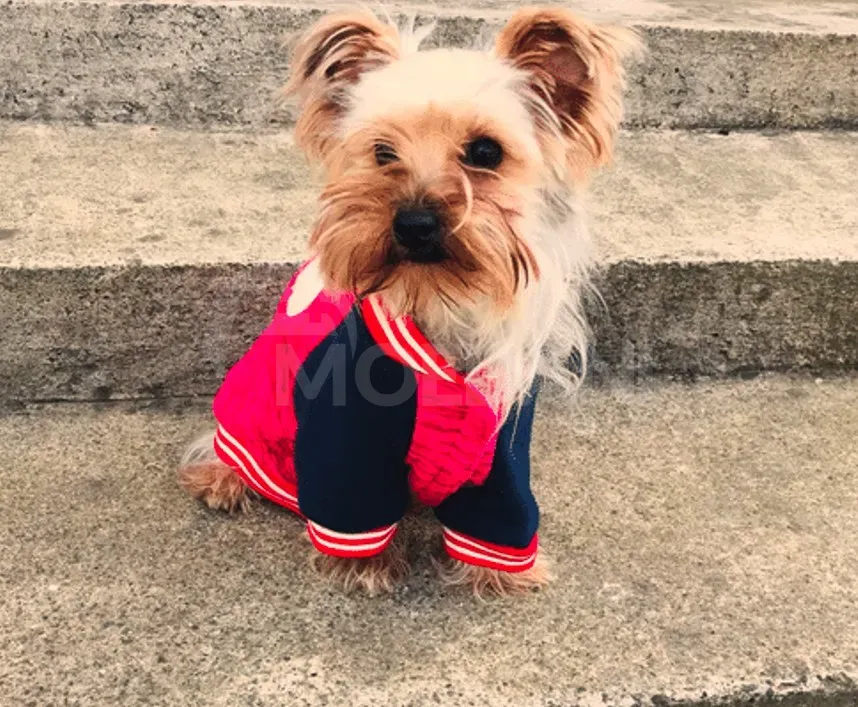 Chihuahua for sale Batumi - photo 3