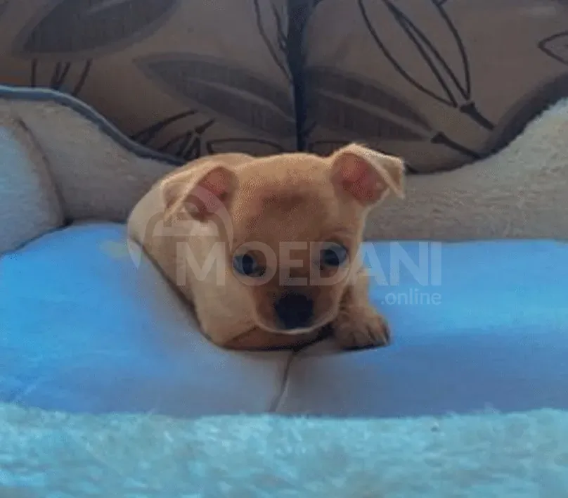 Chihuahua for sale Batumi - photo 2