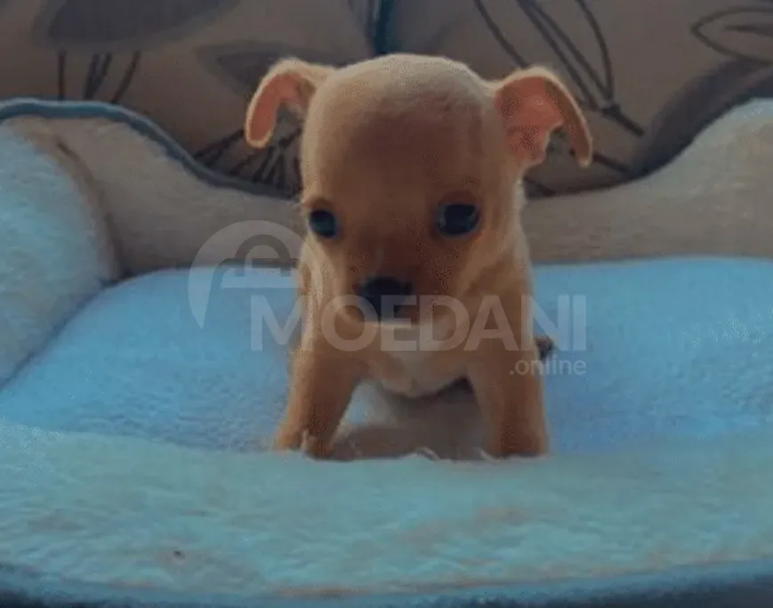 Chihuahua for sale Batumi - photo 5