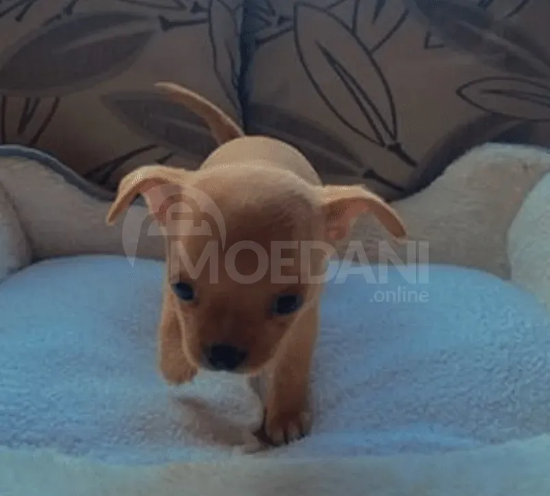 Chihuahua for sale Batumi - photo 1