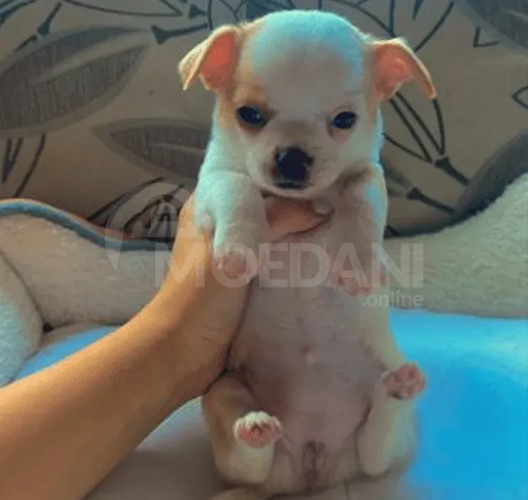 Chihuahua for sale Batumi - photo 4