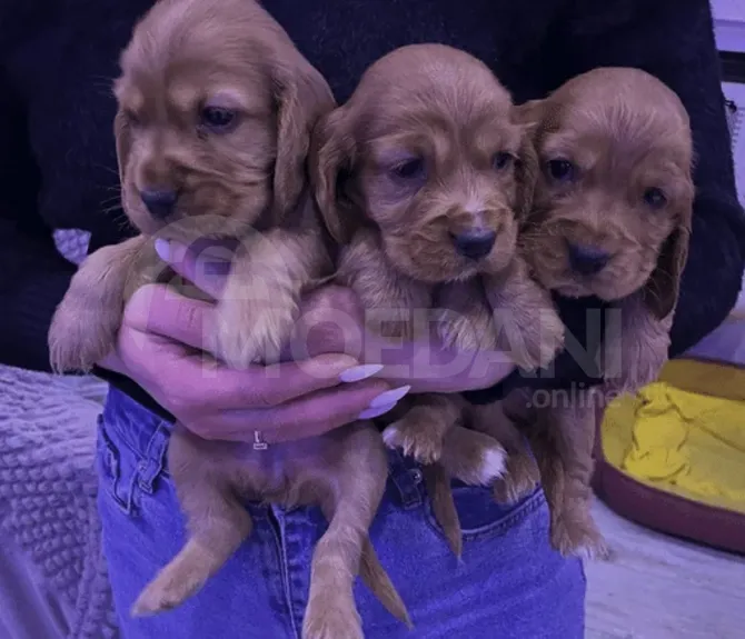 Other puppies Tbilisi - photo 2