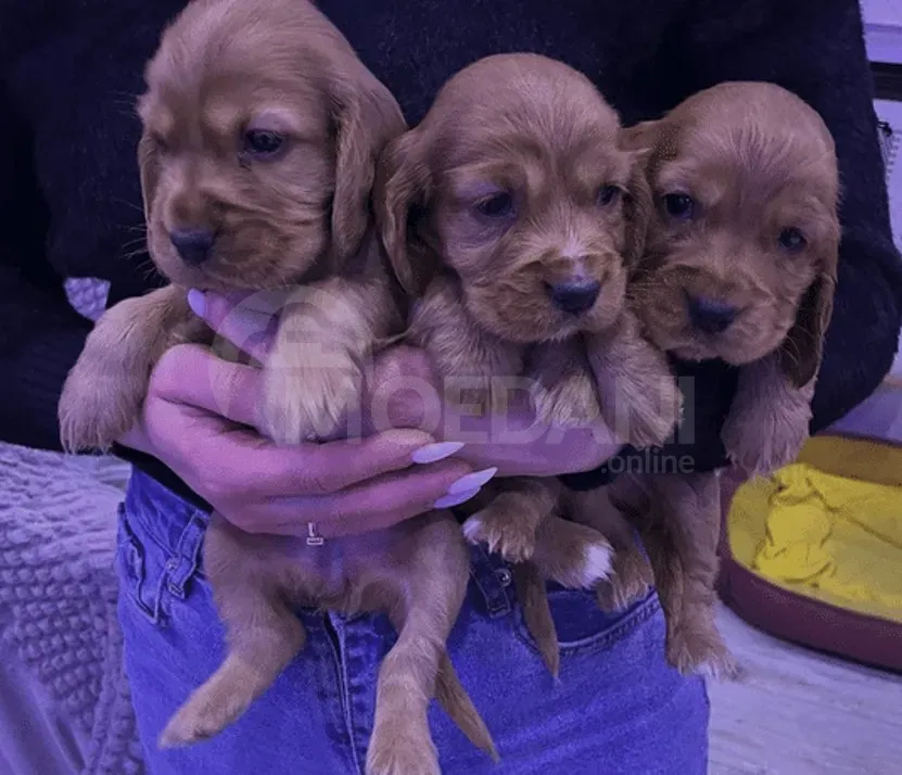 Other puppies Tbilisi - photo 2