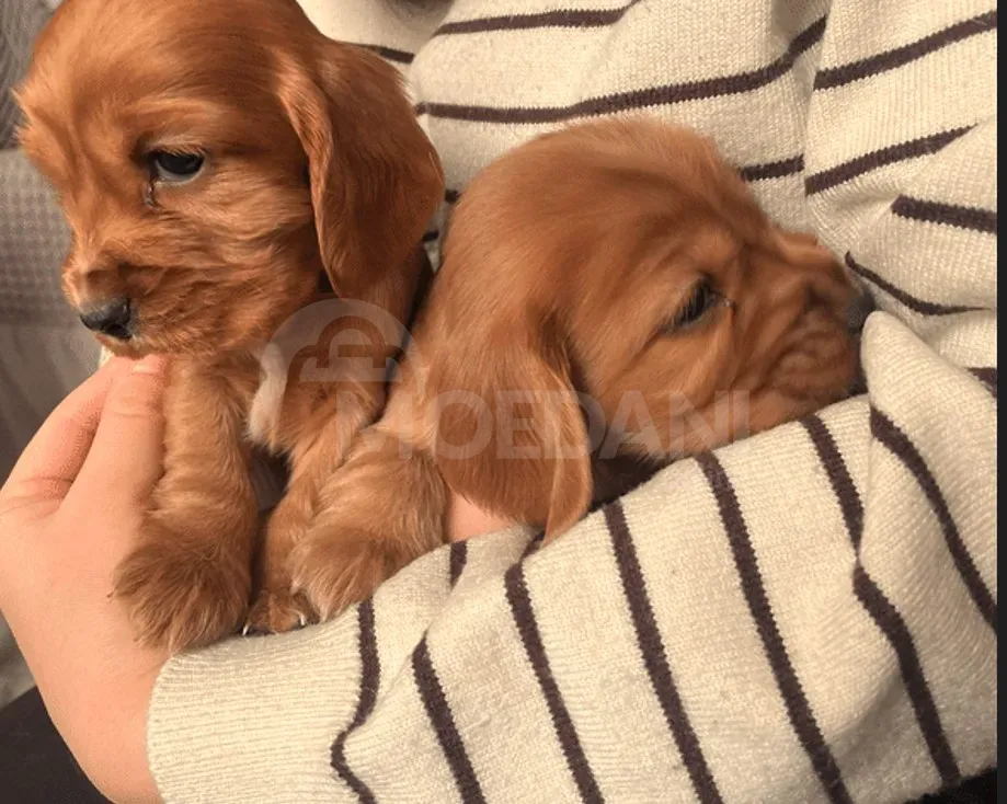 Other puppies Tbilisi - photo 1