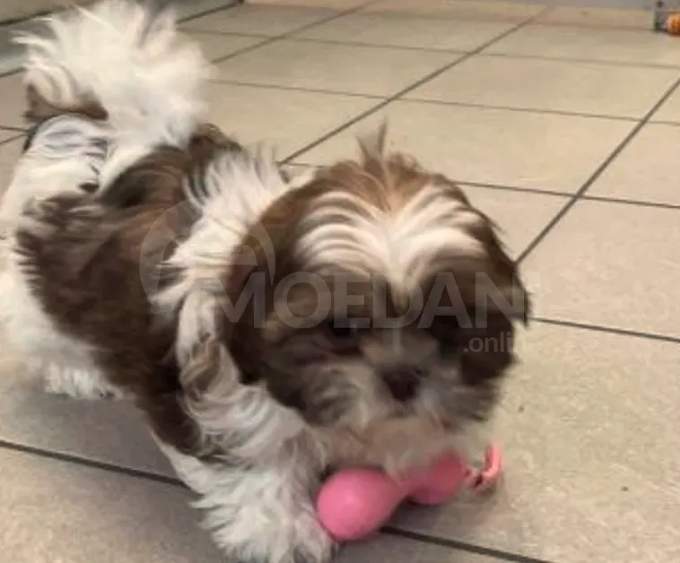 Შიტ-სუს ლეკვები (Shi-tsu puppies) თბილისი - photo 3