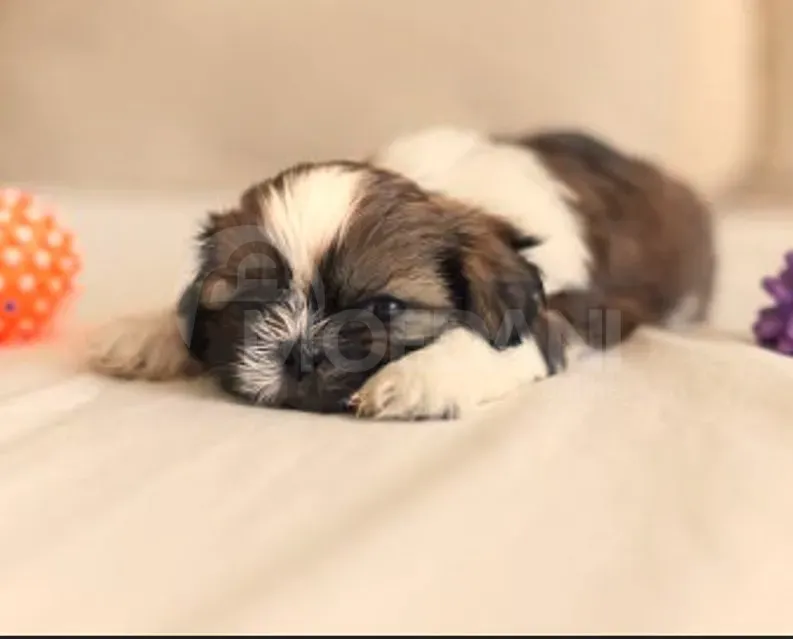 Შიტ-სუს ლეკვები (Shi-tsu puppies) თბილისი - photo 4
