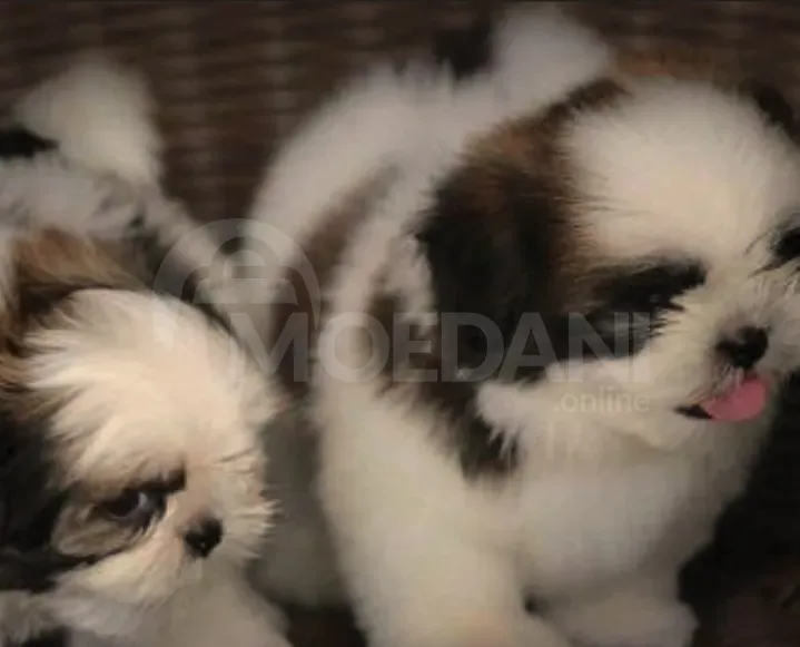 Შიტ-სუს ლეკვები (Shi-tsu puppies) თბილისი - photo 2