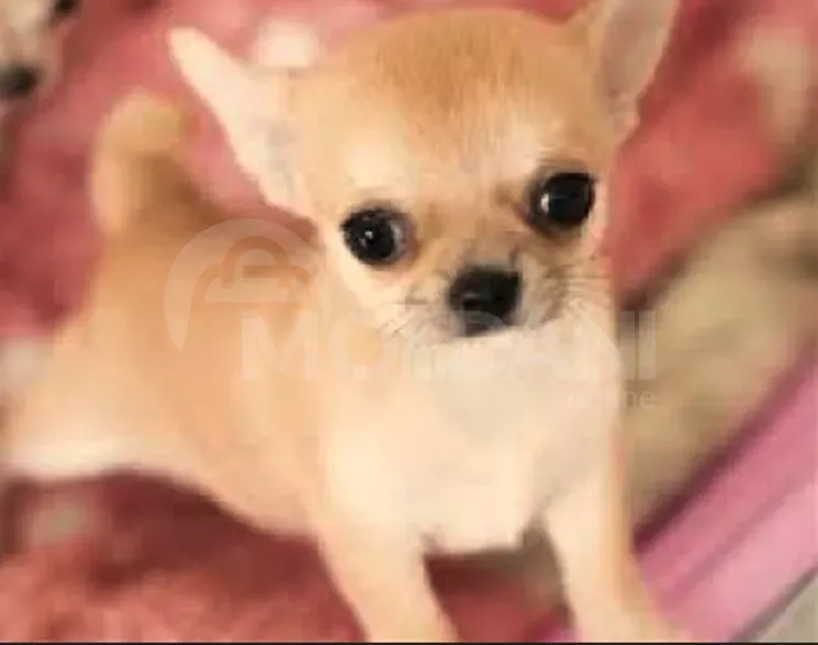 Щенки чихуахуа Тбилиси - изображение 1