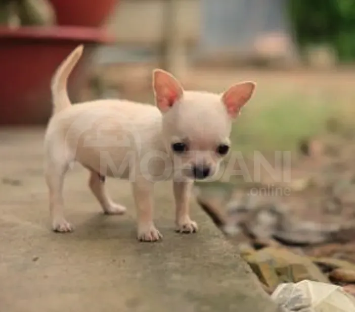 Щенки чихуахуа Тбилиси - изображение 2