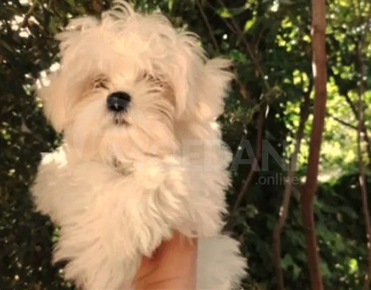 Იყიდება კორეული მალტეზეს ლეკვები თბილისი - photo 3