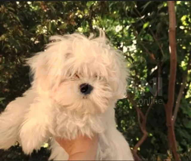 Იყიდება კორეული მალტეზეს ლეკვები თბილისი - photo 1