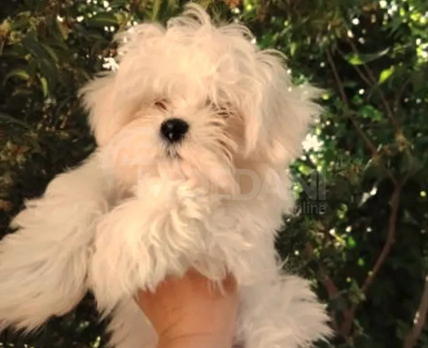 Იყიდება კორეული მალტეზეს ლეკვები თბილისი - photo 2