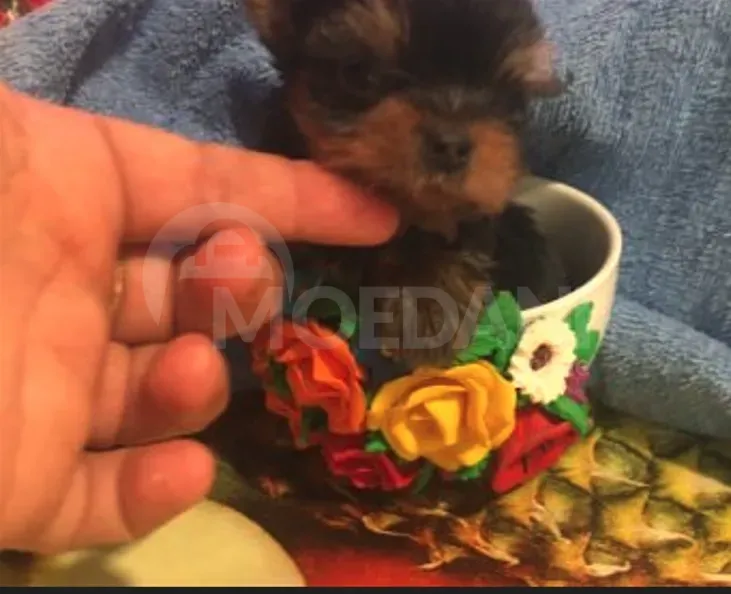 Იყიდება მინი და ექსტრა იორკის ლეკვები თბილისი - photo 3