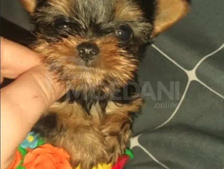 Იყიდება მინი და ექსტრა იორკის ლეკვები თბილისი - photo 2