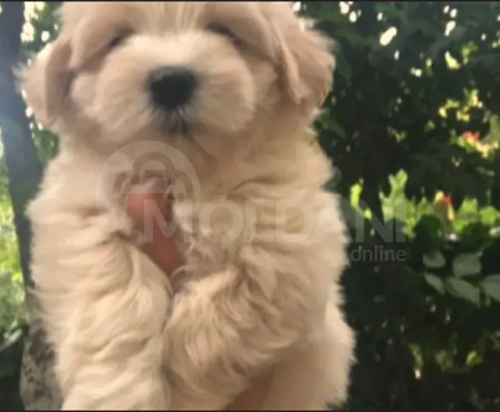 Იყიდება მინი მალტიპუს ლეკვები თბილისი - photo 4