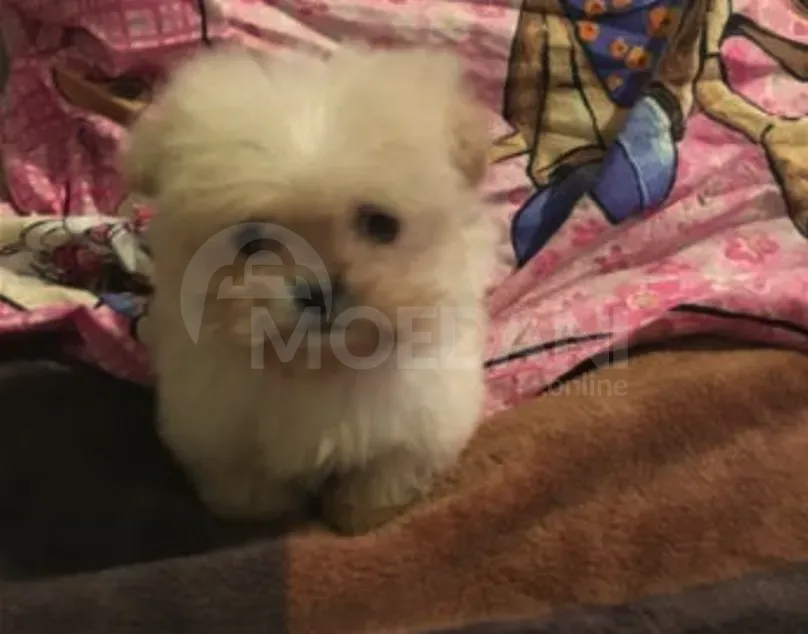 Იყიდება მინი მალტიპუს ლეკვები თბილისი - photo 2