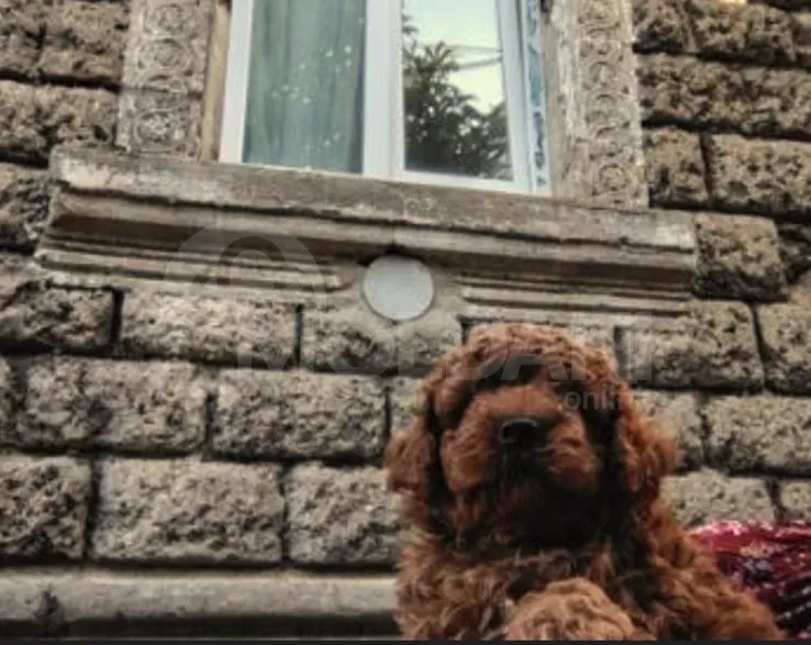 Მინი პუდელის ლეკვები კლუბიდან თბილისი - photo 2