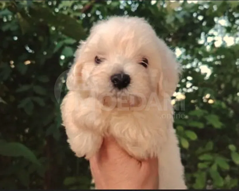 Იყიდება მინი მალტიპუს ლეკვები თბილისი - photo 2