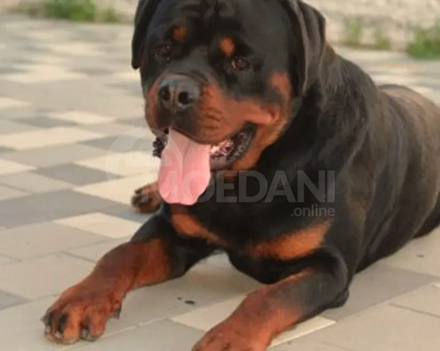 Ротвейлер Тбилиси - изображение 6