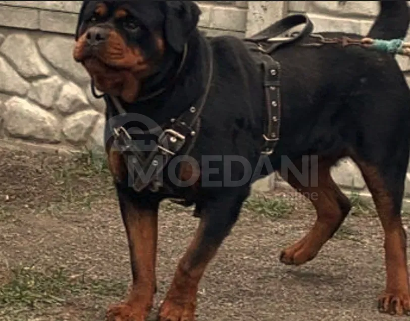 Ротвейлер Тбилиси - изображение 5
