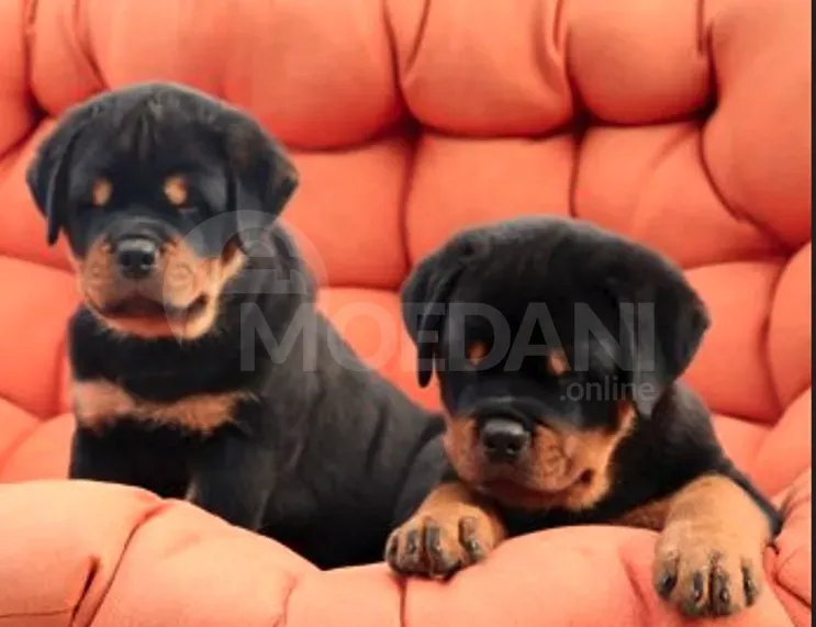 Ротвейлер Тбилиси - изображение 4